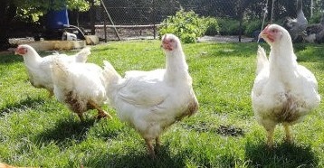 Poulet